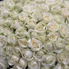 101 white Avalanche roses 70 cm photo