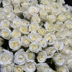 101 біла троянда Belуга 50 см фото