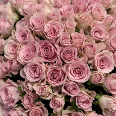 101 кенийская роза Babyface 50 см фото