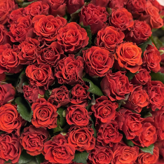 101 красная роза Eltoro 50 см фото