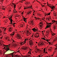 101 roses Red Naomi photo