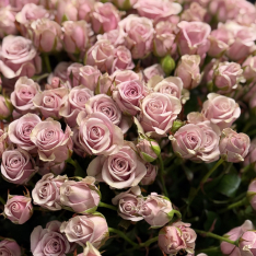 101 розовых кустовых розы Лейла buketland.ua 101 розовых кустовых розы Лейла фото