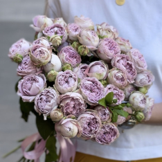 11 bush peony roses Blossom Bubbles photo