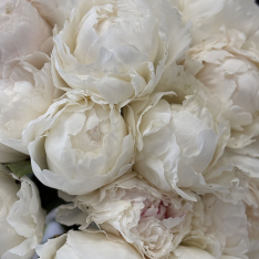 15 Dutch White Peonies photo