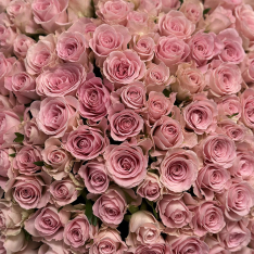 151 кенийская роза Babyface 50 см фото