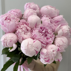 15 Dutch Pink Peonies photo