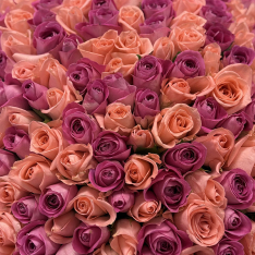 201 Kenyan Roses Mix photo