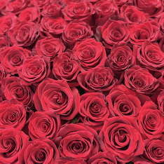 201 Long-Stemmed Red Dutch Roses photo