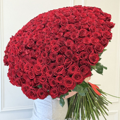201 Long-Stemmed Red Dutch Roses photo