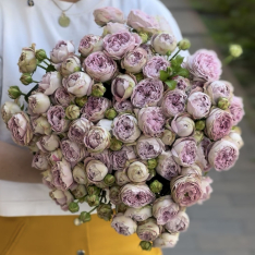 21 bush peony roses Blossom Bubbles photo