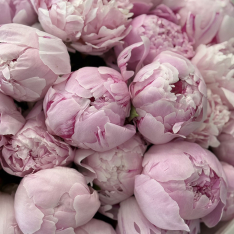 25 Dutch Pink Peonies photo