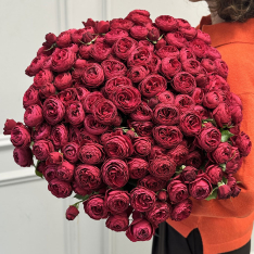 25 кущових піоноподібних троянд Cherry Trendsetter  фото