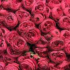 25 кущових піоноподібних троянд Cherry Trendsetter  фото