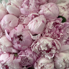 33 Dutch Pink Peonies photo