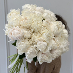 33 Dutch White Peonies photo