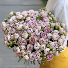 33 bush peony roses Blossom Bubbles photo