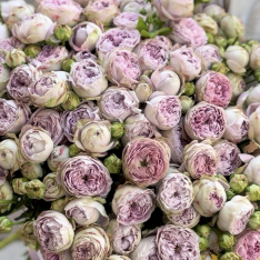 33 bush peony roses Blossom Bubbles photo