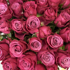 33 roses Prince of Persia  photo