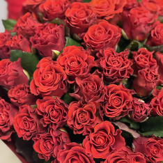 51 красная роза Eltoro 50 см фото