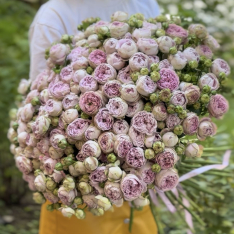 51 bush peony roses Blossom Bubbles photo