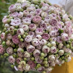 51 bush peony roses Blossom Bubbles photo