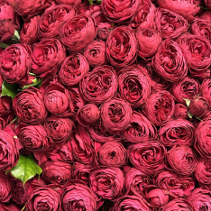 51 кущова піоноподібна троянда Cherry Trendsetter фото