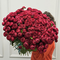 51 кущова піоноподібна троянда Cherry Trendsetter фото