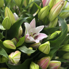 51 лілія мікс buketland.ua 51 лілія мікс фото