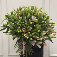 51 лілія мікс buketland.ua 51 лілія мікс фото