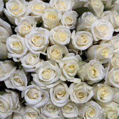 77 білих троянд Beluga 50 см  фото