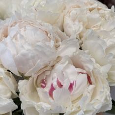 9 Dutch White Peonies photo