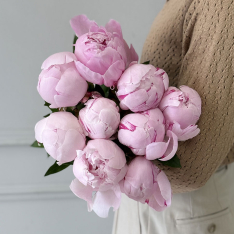 9 Dutch Pink Peonies photo