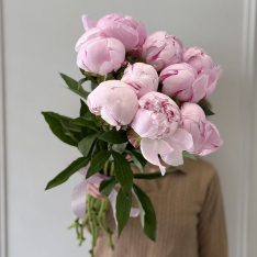 9 Dutch Pink Peonies photo