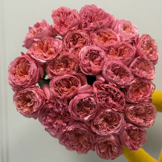 Эквадорская пионовидная роза Candy Expression фото