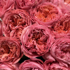 Эквадорская пионовидная роза Candy Expression фото