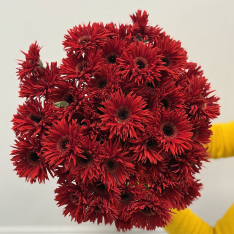 Гербера кучерявая  фото