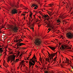 Гербера кучерявая  фото