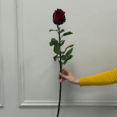 Голландская красная роза Explorer 80 см фото