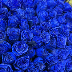 Bouquet of 151 Dutch blue roses photo