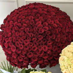 301 red dutch rose 90 cm photo