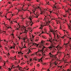 301 red dutch rose 90 cm photo