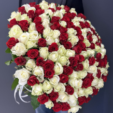 101 высокая красно-белая роза фото