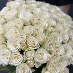 101 white imported roses photo
