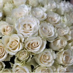 51 біла імпортна троянда 