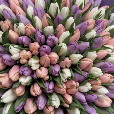 151 тюльпан мікс (3 кольори) фото