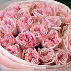 25 пионовидных роз «Pink Ohara» фото