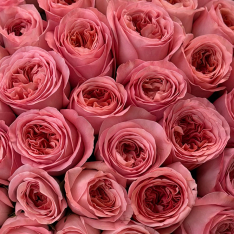 25 пионовидных роз «Pink Expression»  фото