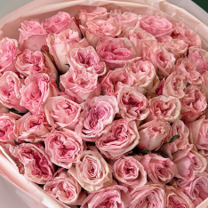 51 пионовидная роза «Pink Ohara» фото