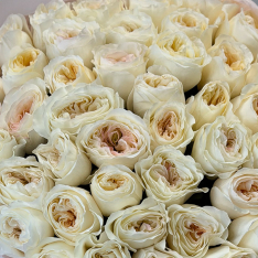 51 пионовидная роза «Вики Гарден» фото