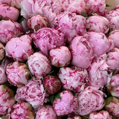 55 Sarah Bernhardt peonies photo